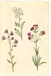 Cardamine pratensis (berro de prado); Campanula rotundifolia (?) (campanilla); Silene vulgaris (?) (colleja)