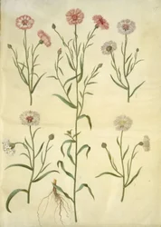 Centaurea cyanus (aciano)