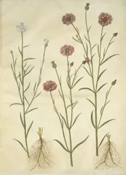 Centaurea cyanus (aciano)