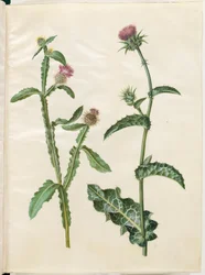 Centaurea seridis; Silybum marianum