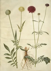 Cephalaria leucantha (hvid skælhoved); Scabiosa atropurpurea (enkeblomst)