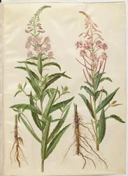 Chamerion angustifolium (epilobio de hoja estrecha)