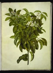 Citrus limon (limón común)