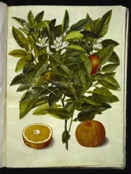 Citrus sinensis (naranja)