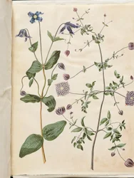 Clematis integrifolia (clemátide azul); Clematis viticella (clemátide italiana)