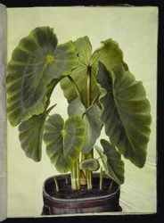 Colocasia esculenta (taro)