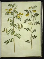 Colutea arborescens (espantalobos común); Hippocrepis emerus (hueso de caballo arbustivo)