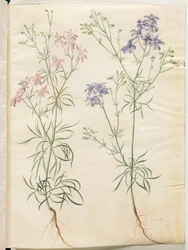 Consolida regalis (espuela de caballero)