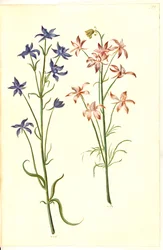 Consolida regalis
