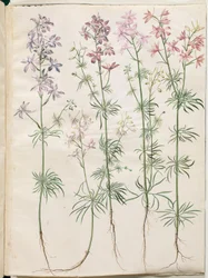 Consolida regalis (espuela de caballero)
