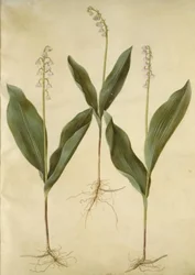 Convallaria majalis (lirio de los valles); Convallaria majalis (variedad de lirio de los valles)