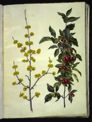 Cornus mas (cornejo cerezo)