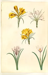 Crocus angustifolius (azafrán de los Balcanes); Crocus versicolor (azafrán alpino); Crocus vernus (?) (azafrán de primavera)