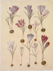 Crocus vernus (azafrán de primavera)
