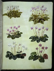 Cyclamen hederifolium; Cyclamen purpurascens