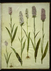 Dactylorhiza maculata (orquídea manchada)