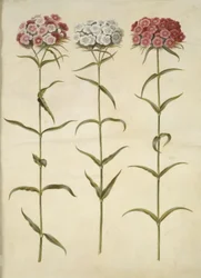 Dianthus barbatus (clavel de poeta)