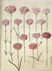 Dianthus caryophyllus (clavel de jardín)