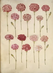 Dianthus caryophyllus (clavel)