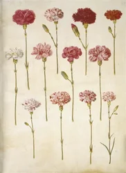 Dianthus caryophyllus (clavel)