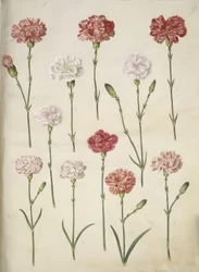 Dianthus caryophyllus (clavel)
