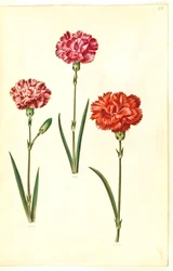 Dianthus caryophyllus (clavel)