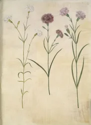 Dianthus plumarius (clavel plumoso)