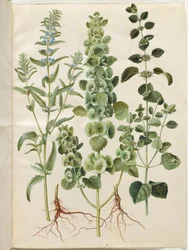 Dracocephalum moldavica; Moluccella spinosa; Melissa officinalis