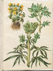 Eranthis hyemalis (erantis de jardín); Helleborus viridis (eléboro verde); Helleborus foetidus (eléboro fétido)