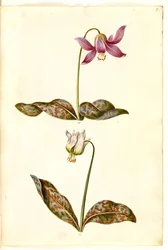 Erythronium dens-canis (diente de perro verdadero)