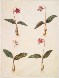 Erythronium dens-canis (diente de perro auténtico)