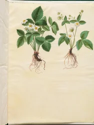 Fragaria vesca (fresa silvestre)