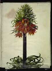 Fritillaria imperialis (corona imperial)