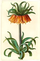 Fritillaria imperialis (corona imperial)