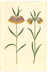Fritillaria meleagris (campanilla común)