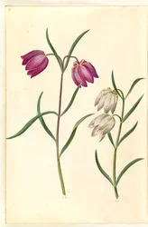 Fritillaria meleagris