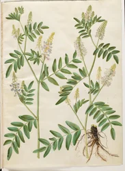 Galega officinalis (læge-stregbælg)