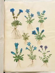 Gentiana acaulis (genciana sin tallo); Gentiana verna (genciana de primavera); Gentiana acaulis (genciana sin tallo); Gentiana (especie de genciana)
