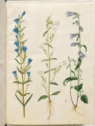 Gentiana pneumonanthe (genciana de campana); Campanula patula (campanilla); Campanula rapunculoides (campanilla unilaterales)
