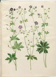 Geranium phaeum; Geranium sylvaticum