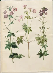 Geranium phaeum (geranio de flor oscura); Geranium versicolor (geranio de venas)