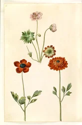 Geranium sanguineum striatum (geranio rayado); Ranunculus asiaticus (ranúnculo de jardín)