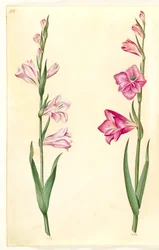Gladiolus communis