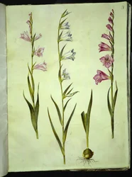 Gladiolo común (gladiolus communis)