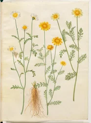 Glebionis coronaria