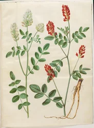 Hedysarum coronarium (zulla roja)