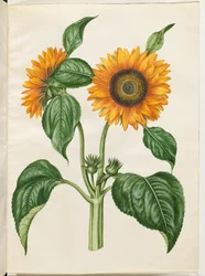 Helianthus annuus (girasol común)