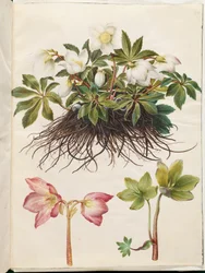 Helleborus niger (rosa de Navidad común)