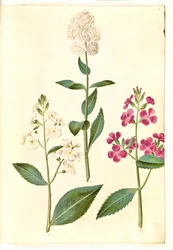Hesperis matronalis (dama de noche)