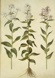 Hesperis matronalis (dama de noche)